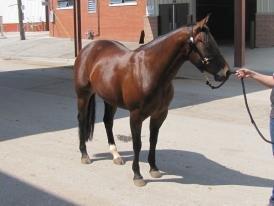 Quarter Reminic so Tari - da hun havde været igennem vet check og der skulle sendes billeder hjem af de nye vidunder billede 5