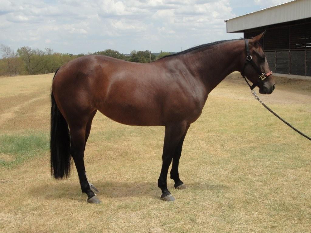 Quarter Reminic so Tari - inden hun tog med flyveren til DK billede 1