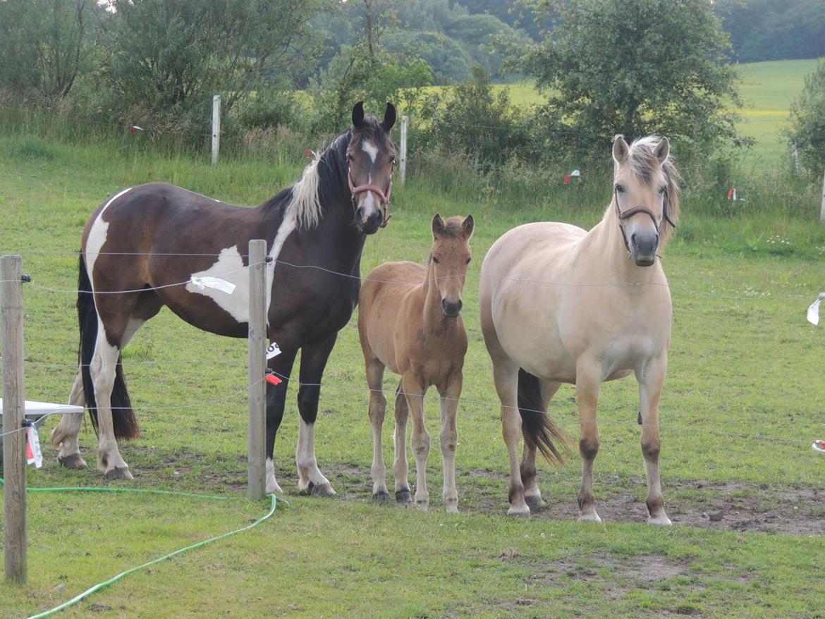 Barockpinto Valencia - Valle <3 - SOLGT - Valencia, Unicco og Maggie billede 8