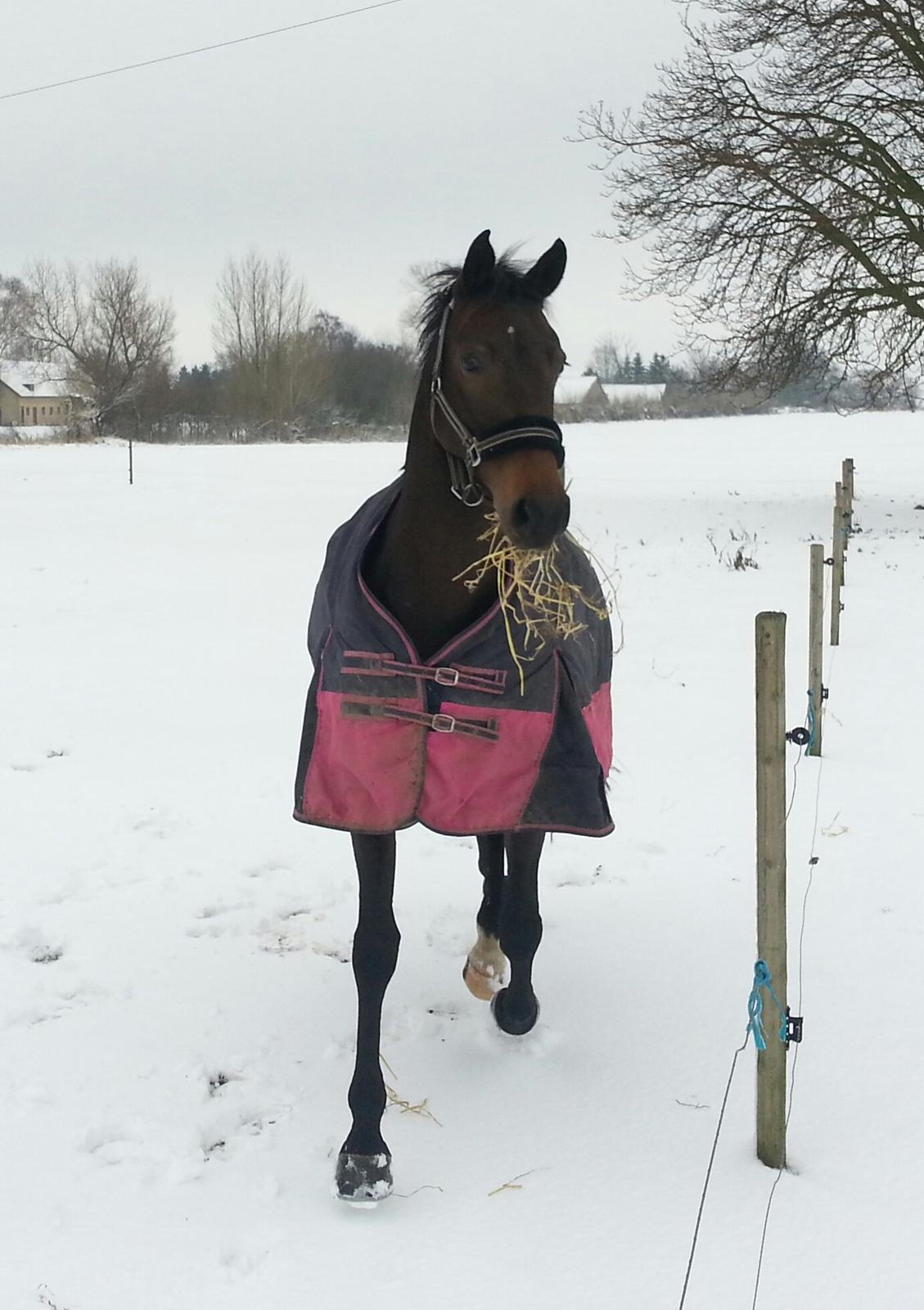 Anden særlig race Lotus - Lotus lige kommet hjem og ud på folden .. billede 1