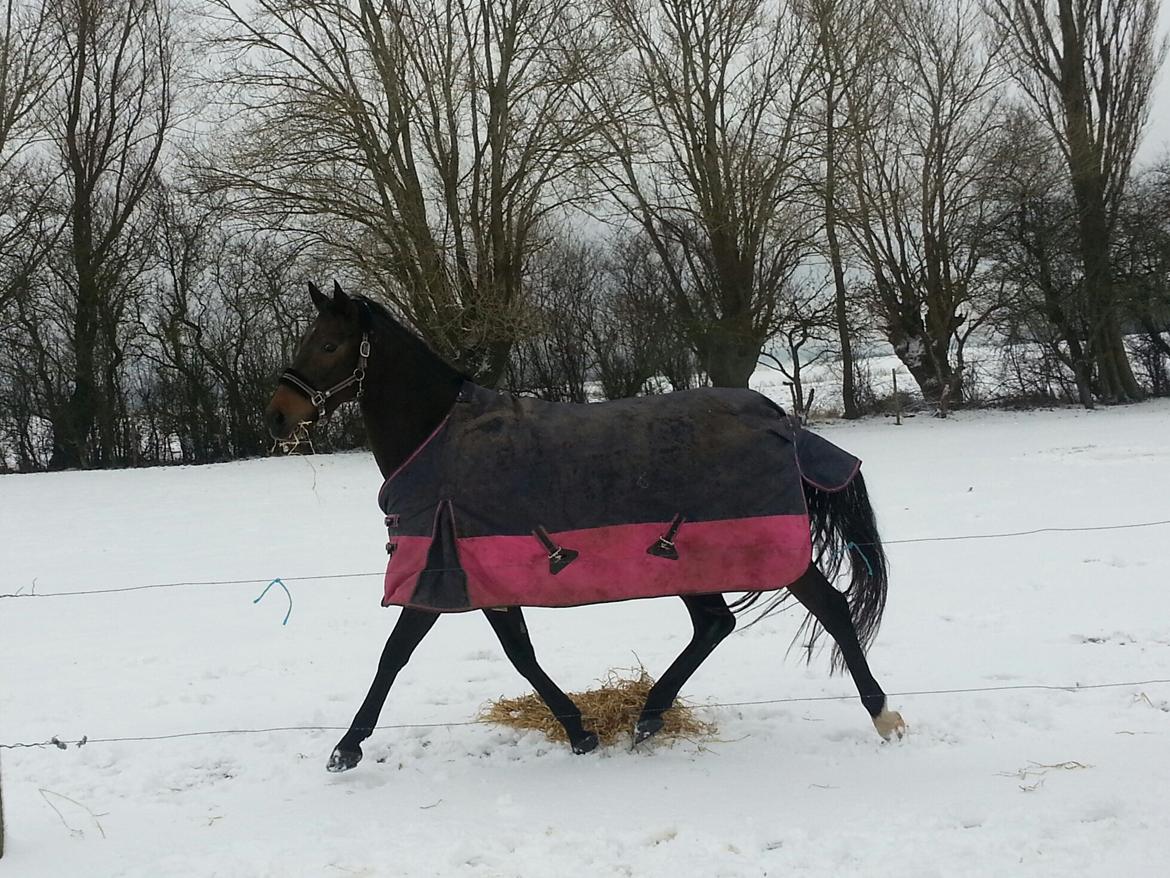 Anden særlig race Lotus - Lotus lige kommet hjem og ud på folden .. billede 2