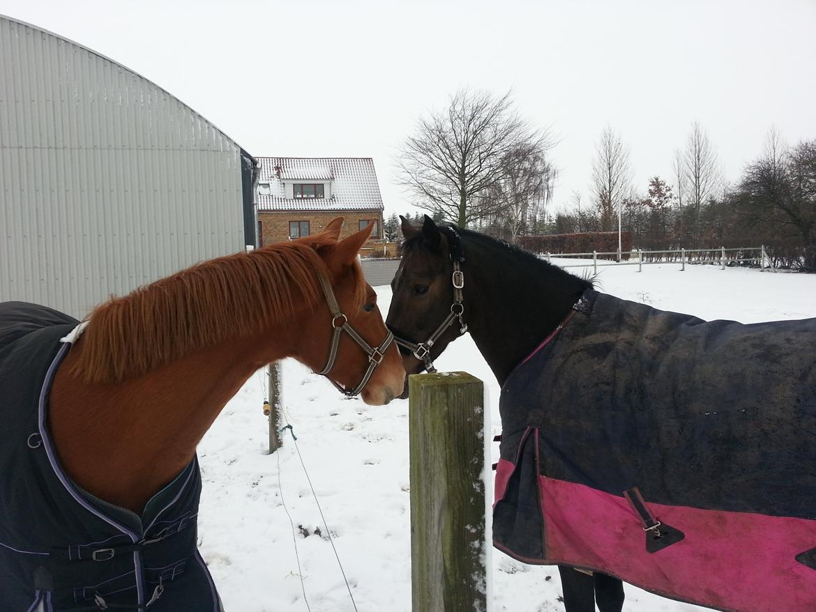 Anden særlig race Lotus - Første gang Kamira og Lotus mødes  billede 3