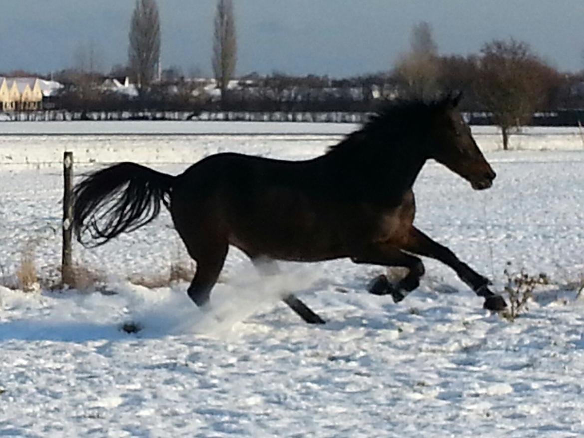 Anden særlig race Lotus billede 4