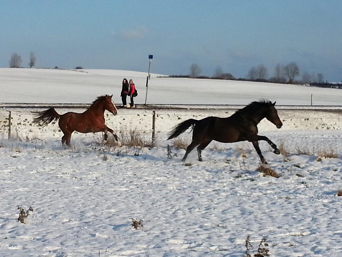 Anden særlig race Lotus - Kamira og Lotus hygger på folden billede 5