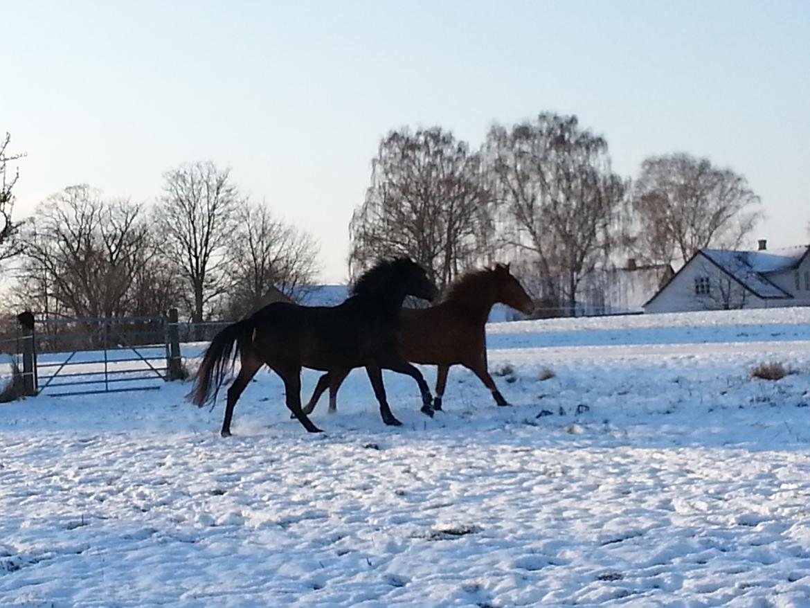 Anden særlig race Lotus billede 6