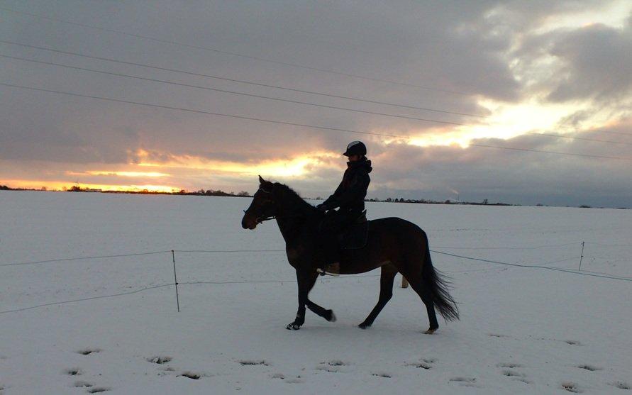 Anden særlig race Lotus billede 7
