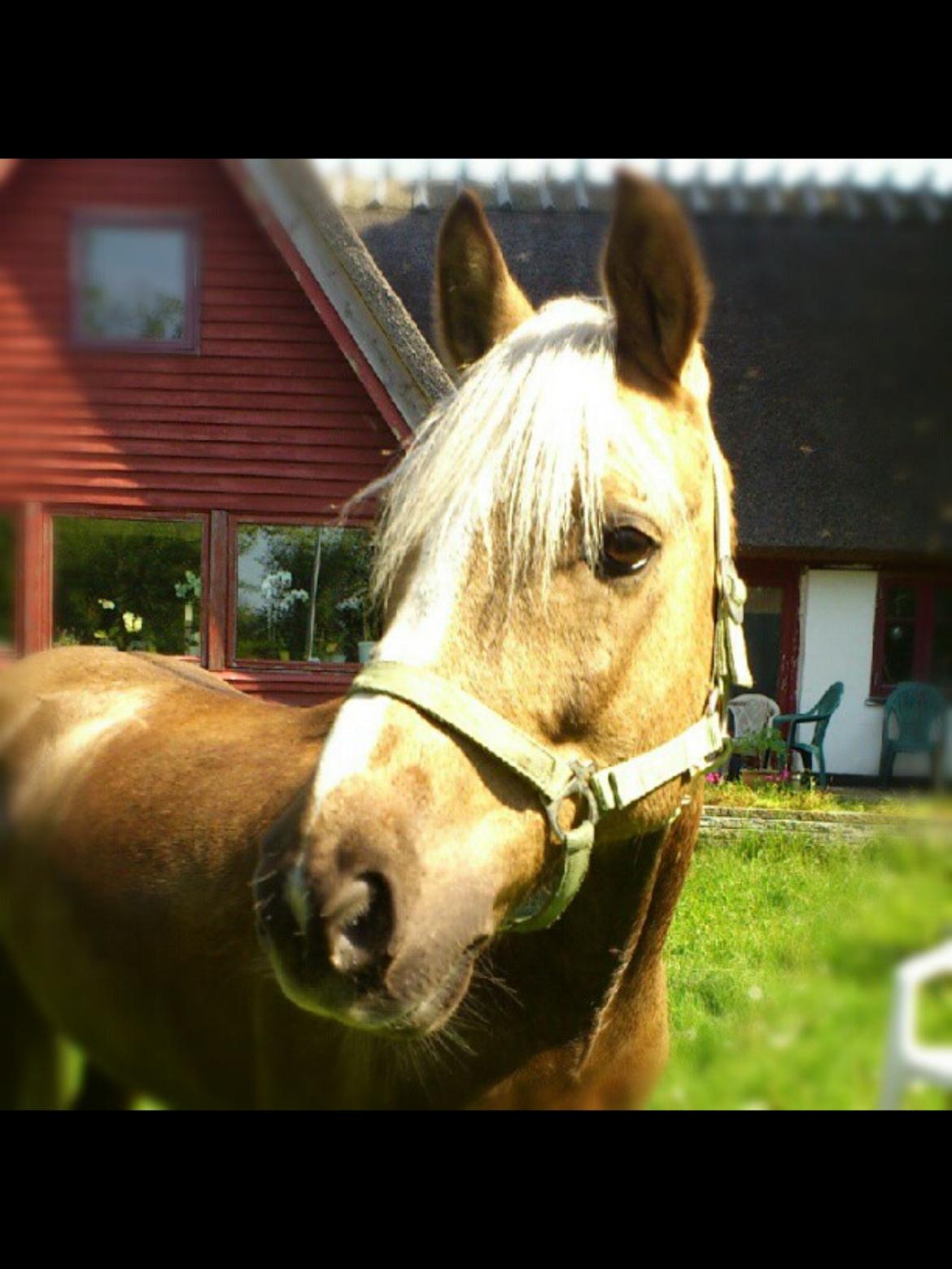 Anden særlig race Lucky Boy - Smukke pony <3 billede 4