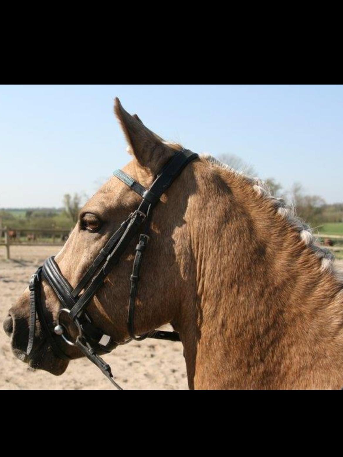 Anden særlig race Lucky Boy - Smukke <3 billede 5