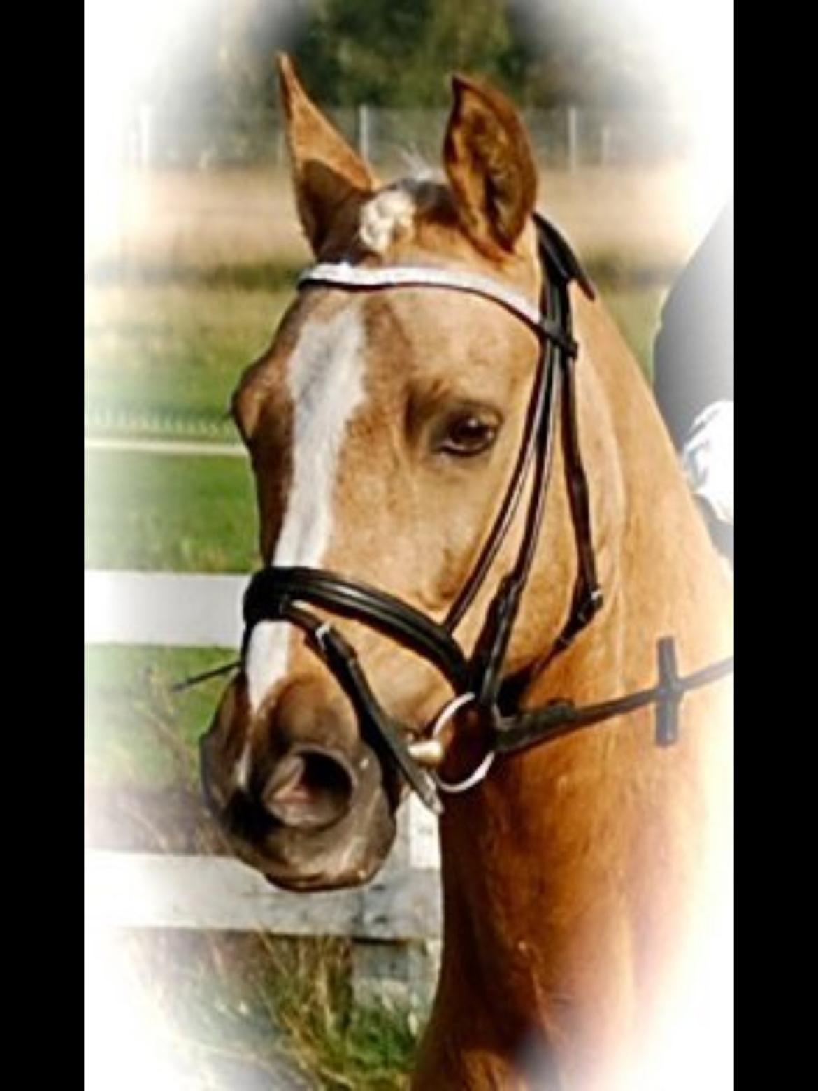 Anden særlig race Lucky Boy - <3 <3 <3 <3 <3  billede 6