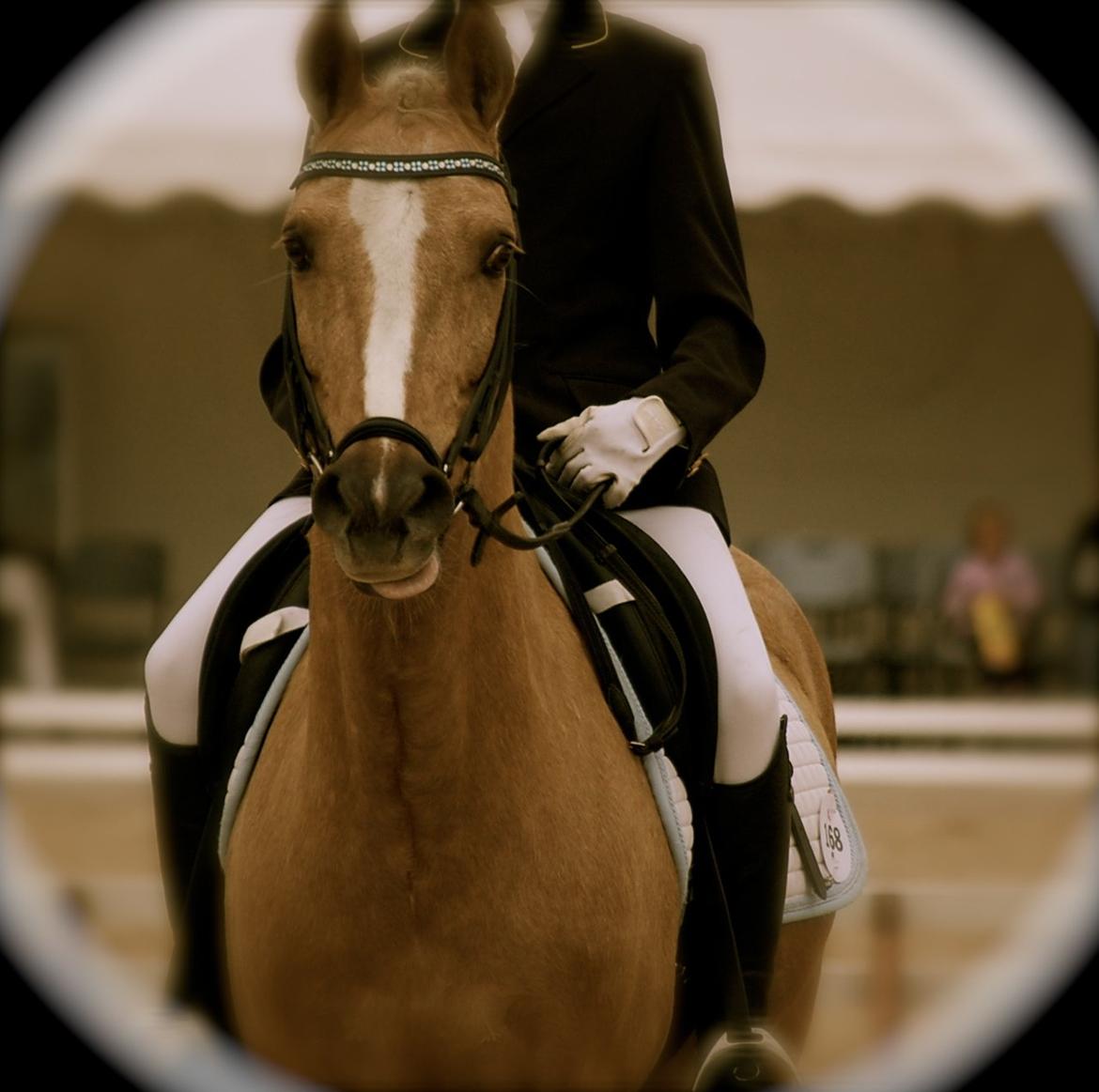 Anden særlig race Lucky Boy - ude på stor heste dag <3 billede 8