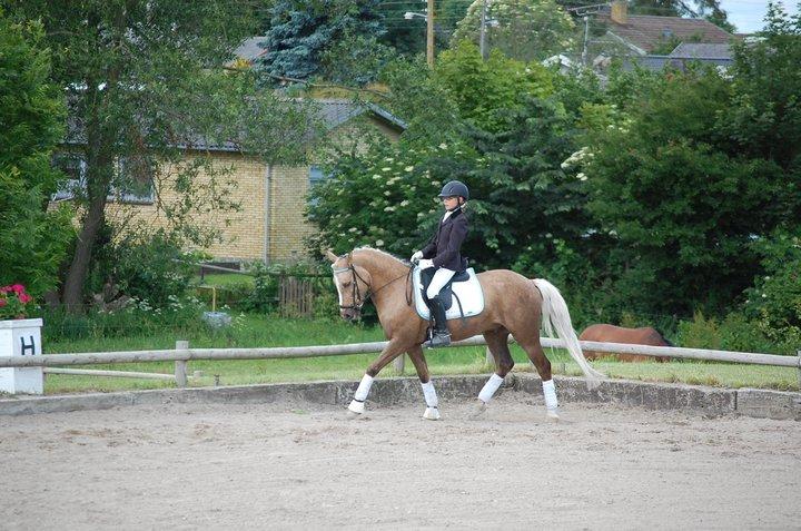 Anden særlig race Lucky Boy billede 12