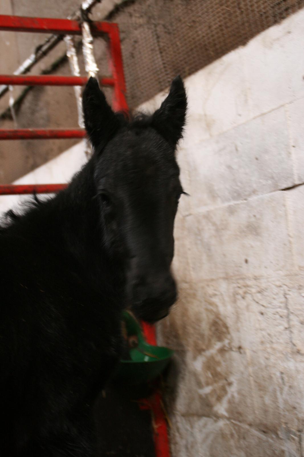 Anden særlig race Charmante billede 2