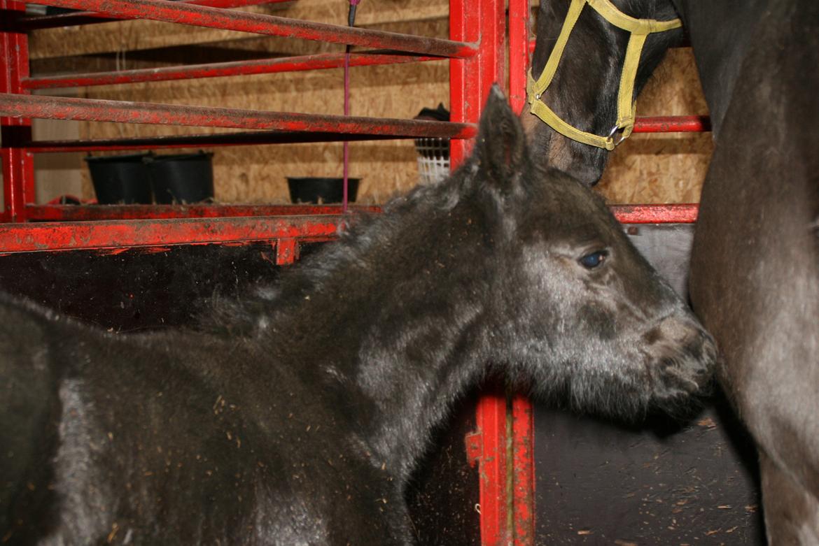 Anden særlig race Charmante billede 3