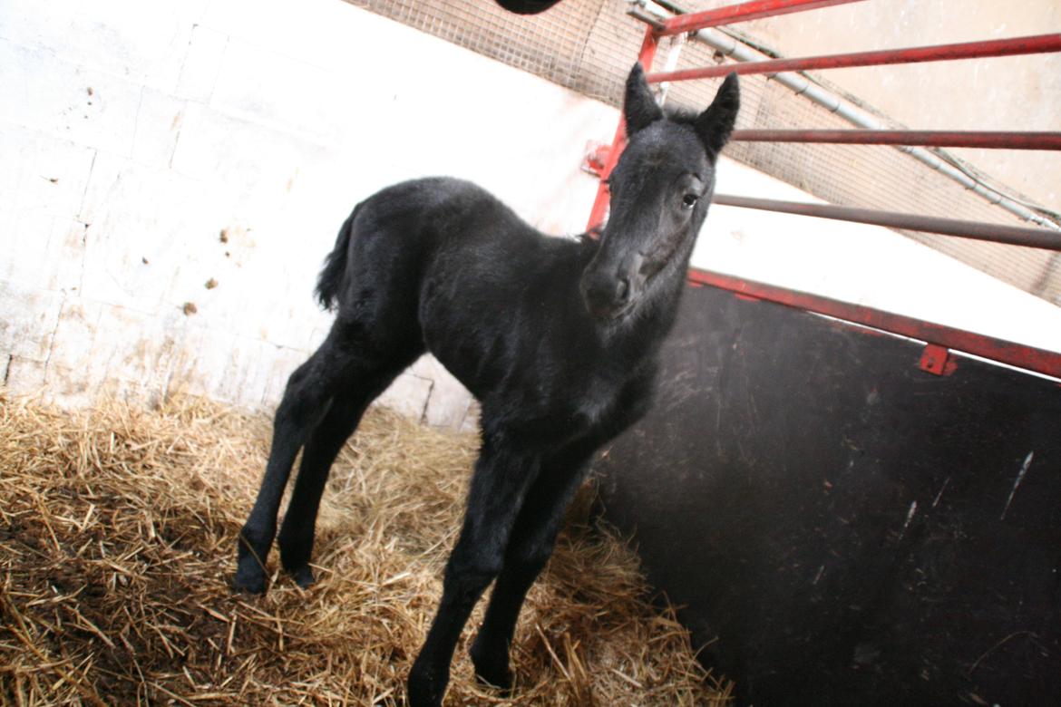 Anden særlig race Charmante billede 4