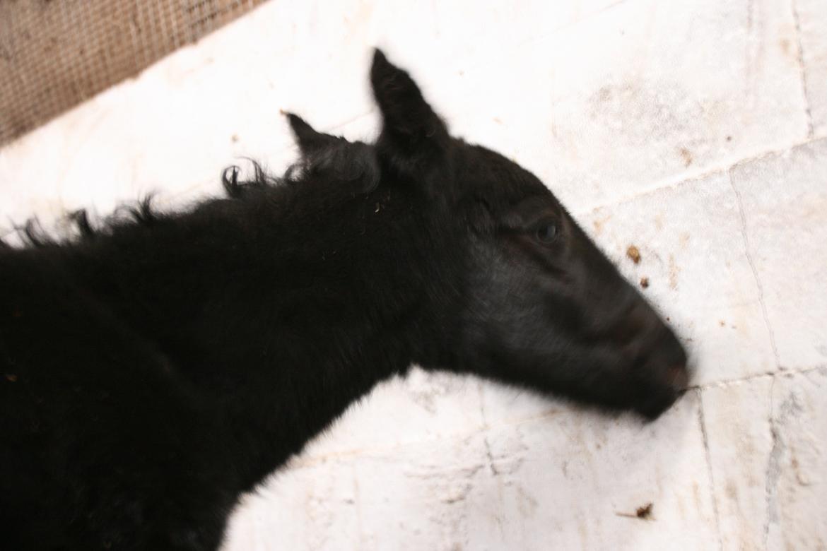 Anden særlig race Charmante billede 6