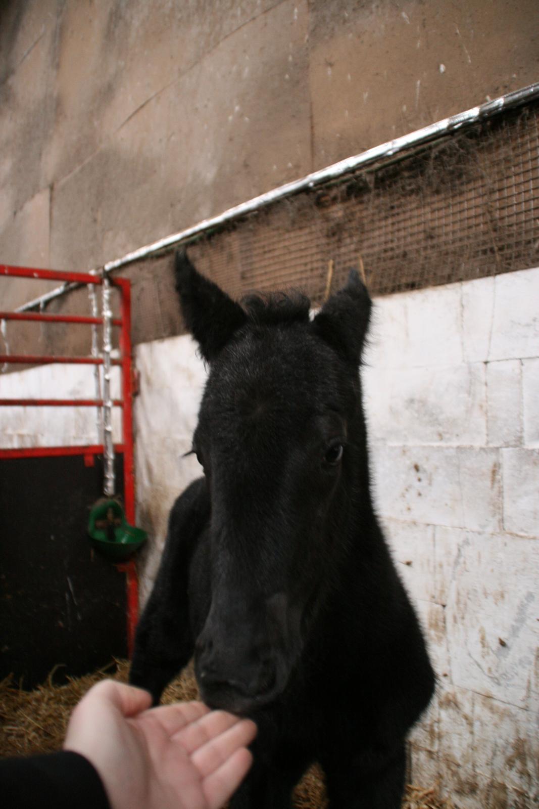 Anden særlig race Charmante billede 7
