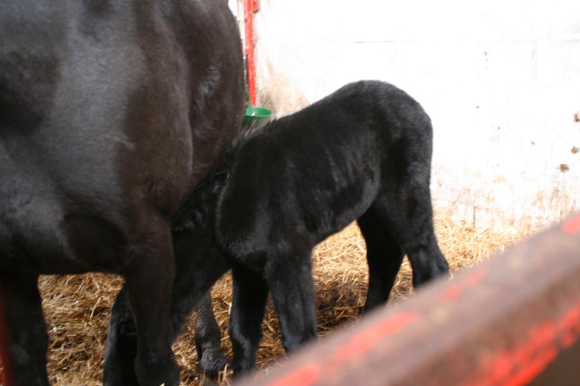 Anden særlig race Charmante billede 8