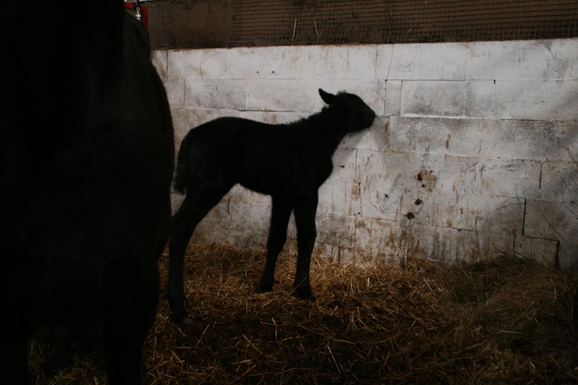 Anden særlig race Charmante billede 9