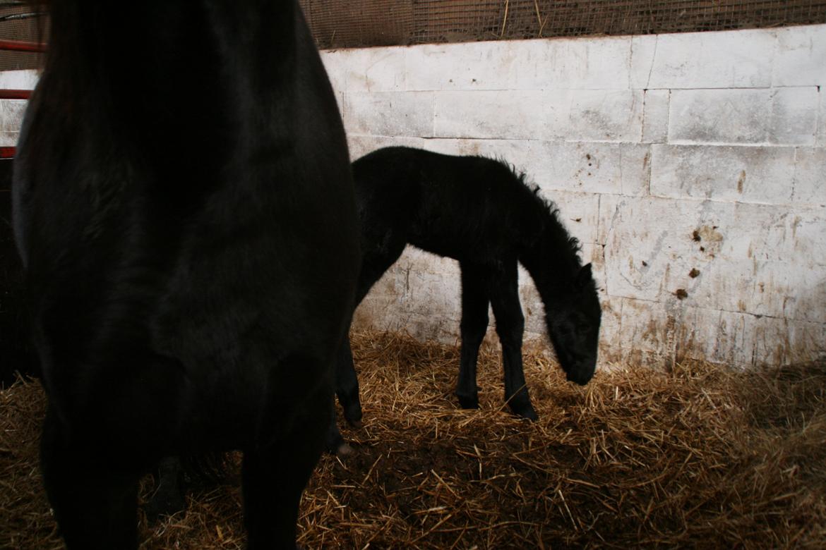 Anden særlig race Charmante billede 11