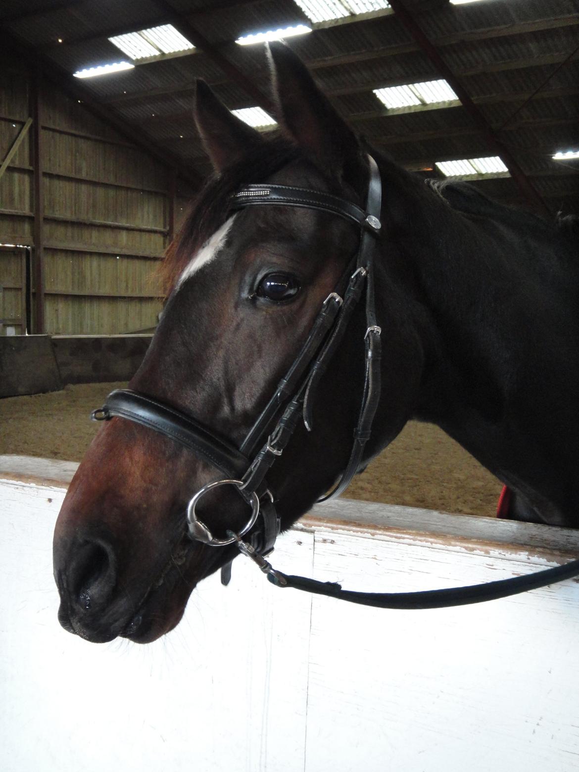 Dansk Varmblod Don Dancer billede 20