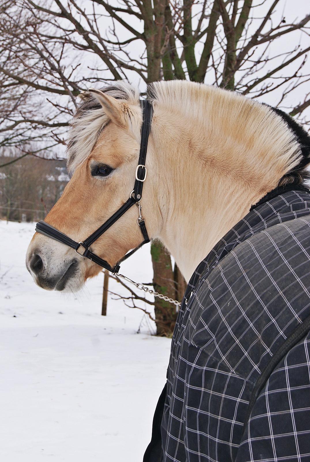 Anden særlig race Cognac - Velkommen til Cognac's profil jeg håber i vil nyde billederne af ham <3
Vinter 2013 hos de nye ejere. billede 1