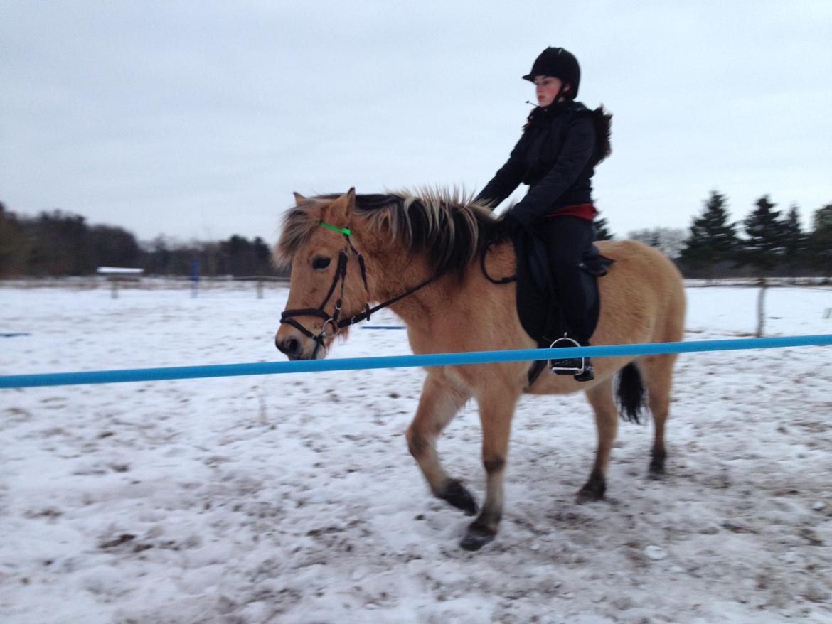 Fjordhest Nelly <3 - Min stjerne er rigtig god! <3 billede 2
