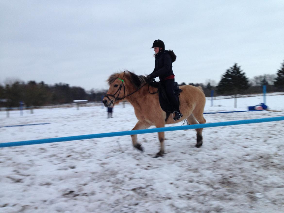 Fjordhest Nelly <3 - Dygtig hest jeg har fået mig! <3 billede 3