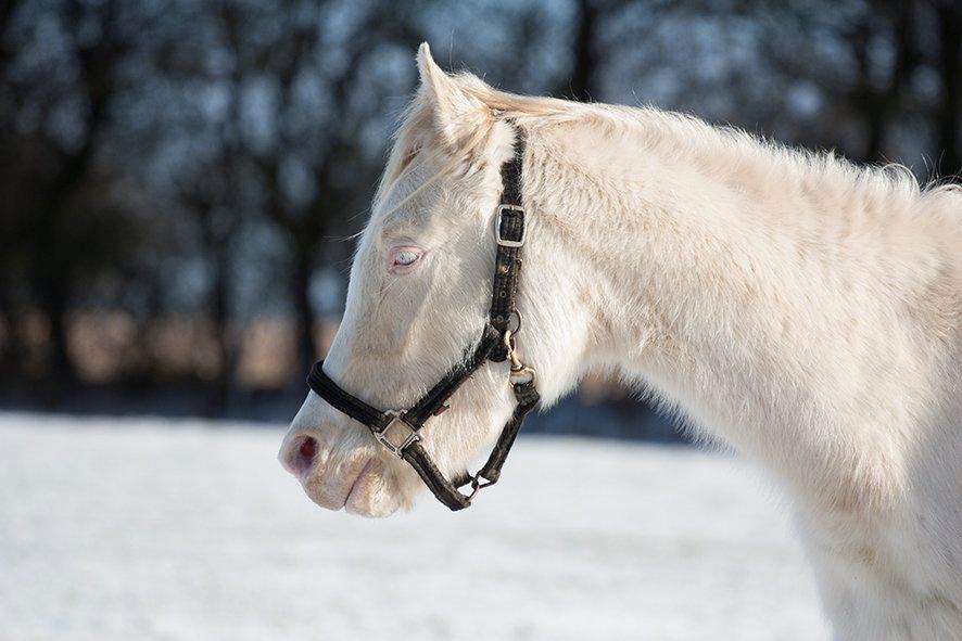 Palomino Kings Pearl billede 14