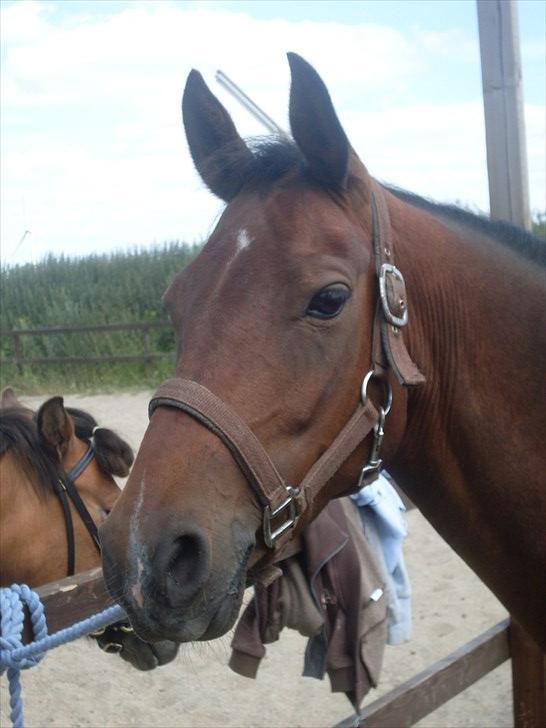 Tysk Sportspony Holsteins Jovenca<3 billede 2