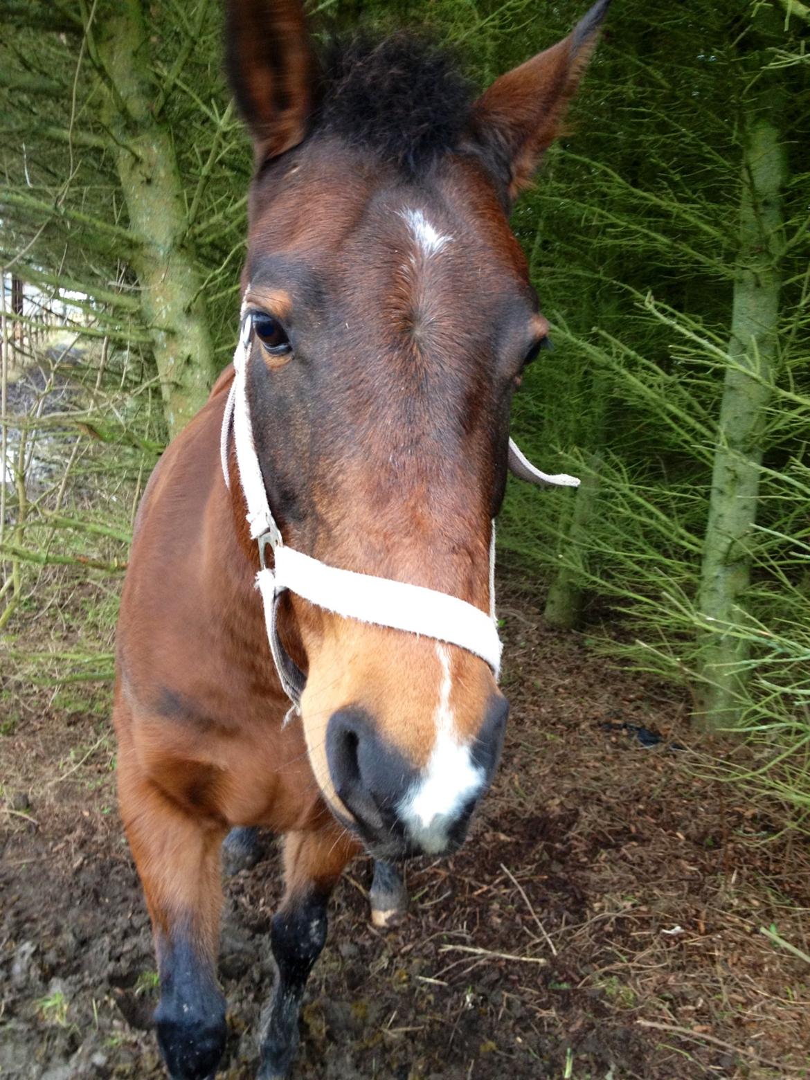 Tysk Sportspony Holsteins Jovenca<3 billede 1