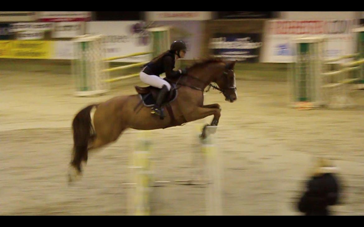 Dansk Varmblod LAS VEGAS H - LB** 14. plads i Fredericia <3 billede 2