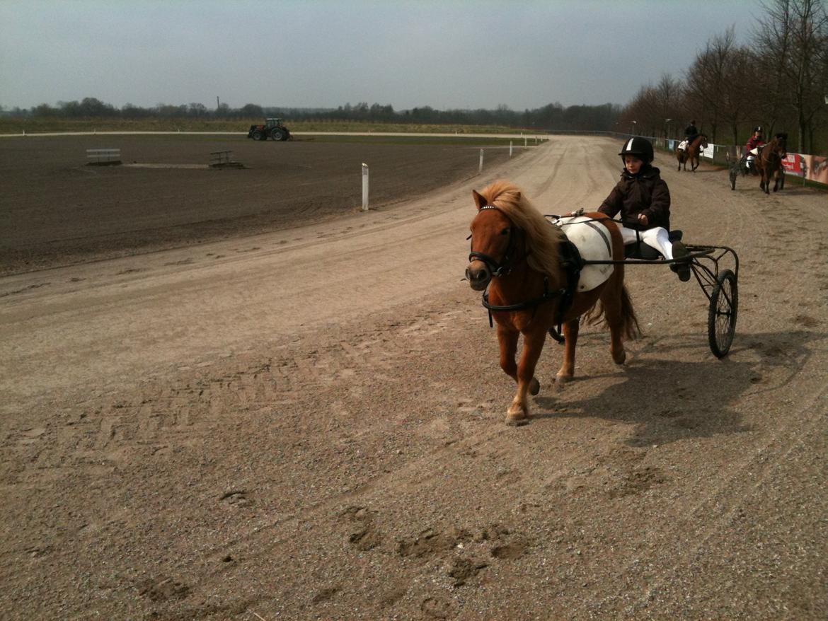 Shetlænder Turbo Tulle billede 3