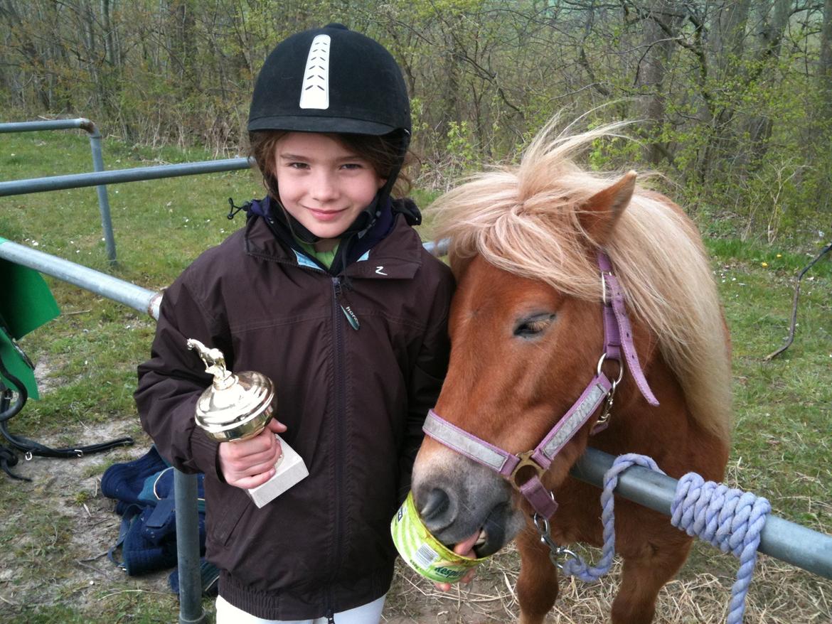Shetlænder Turbo Tulle - Søde Tulle den dag jeg fik ponytrav licens :D billede 4