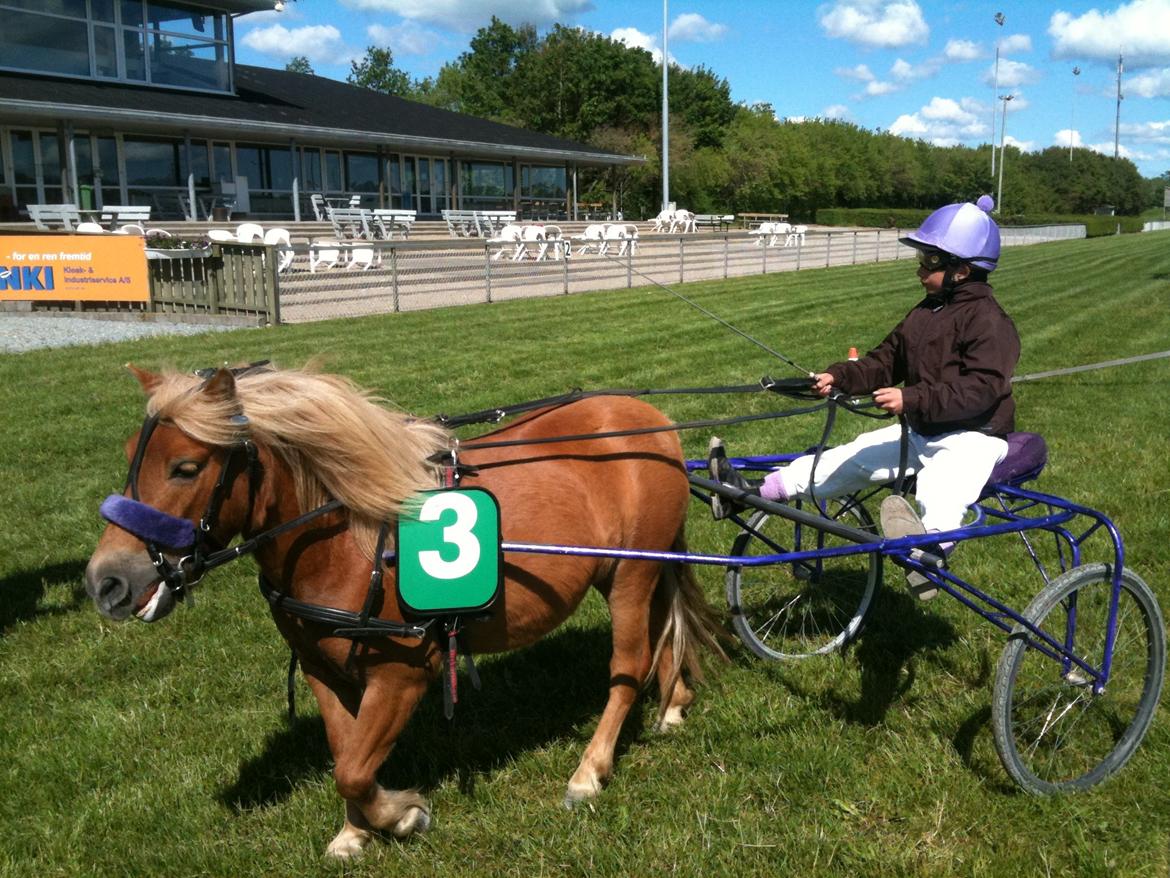 Shetlænder Turbo Tulle - Til vores første Jydske Grandprix i Aalborg :P billede 5