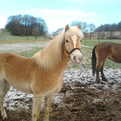 Haflinger Enghaves Noell billede 2