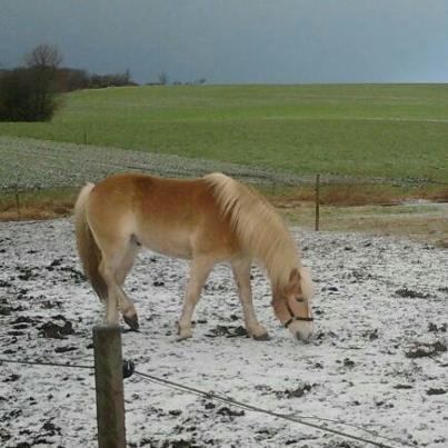 Haflinger Enghaves Noell billede 4