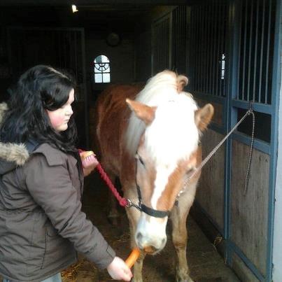 Haflinger Enghaves Noell billede 6