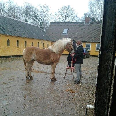 Haflinger Enghaves Noell billede 7