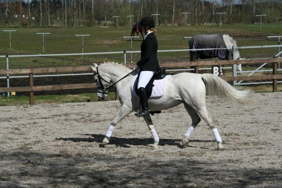 DSP Tjørnelunds Silva - Sidste stævne silva og jeg var til billede 1