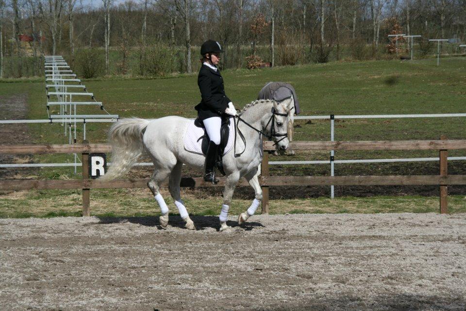 DSP Tjørnelunds Silva billede 2