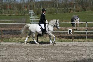 DSP Tjørnelunds Silva billede 3