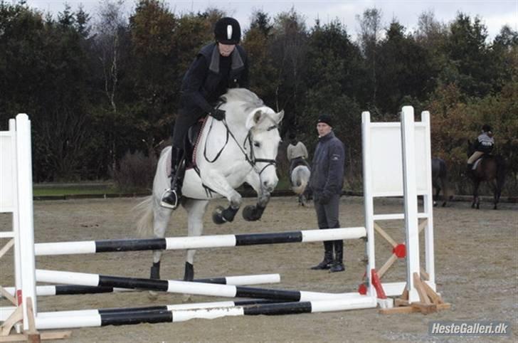 DSP Tjørnelunds Silva - Uha hvor hun bare elsker at springe.  billede 4