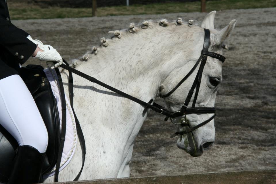 DSP Tjørnelunds Silva billede 5