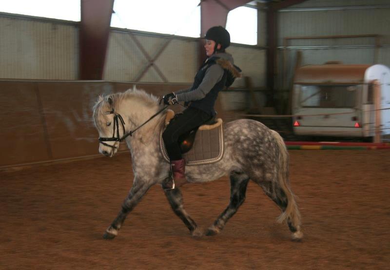 Welsh Pony (sec B) Nappemarkens Porsche billede 4