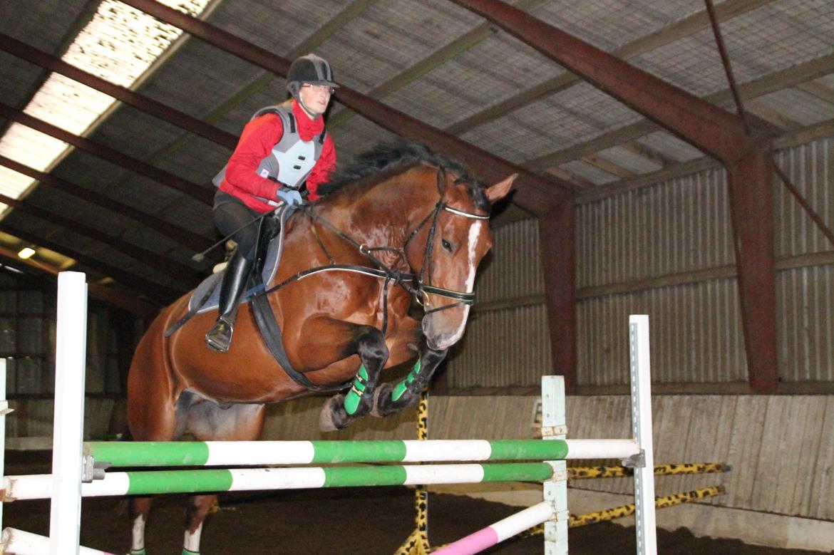 Oldenborg Hasselhøjs Ikaros (Bamse)[VIDUNDER HESTEN] billede 15