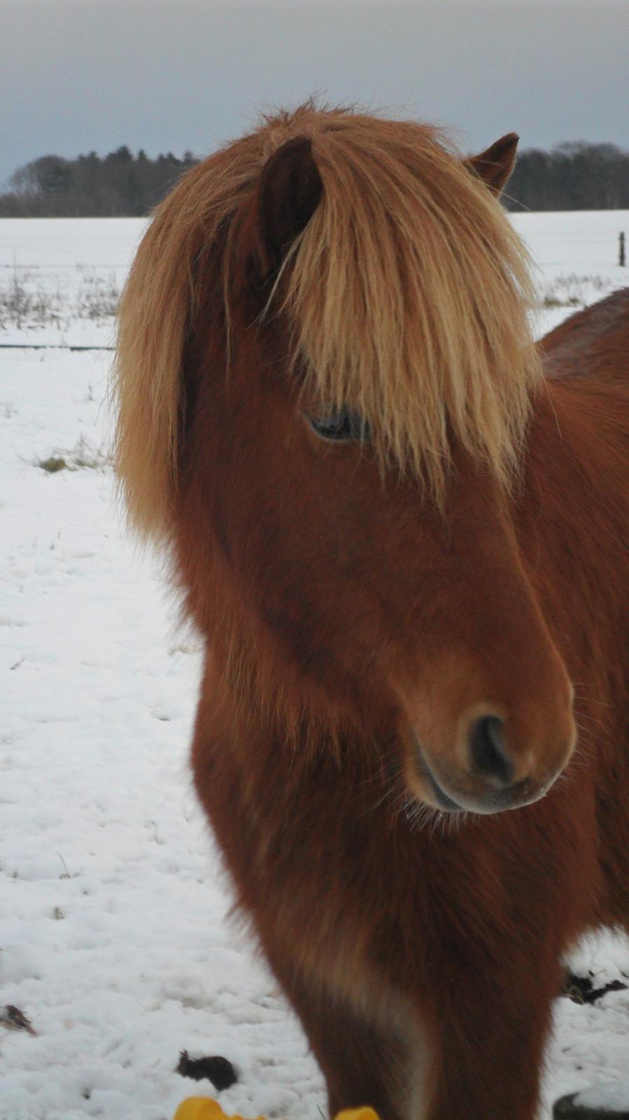 Islænder Gudrun fra Lyskjær - Smuksakken Gudrun <3 billede 2