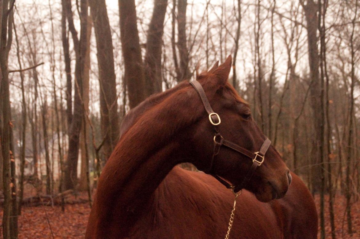 Anden særlig race Picasso <3 billede 1