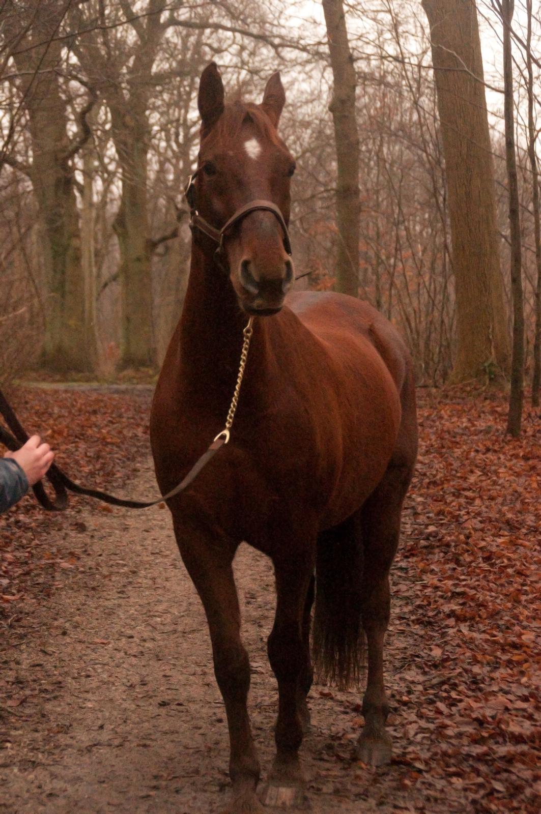 Anden særlig race Picasso <3 billede 3