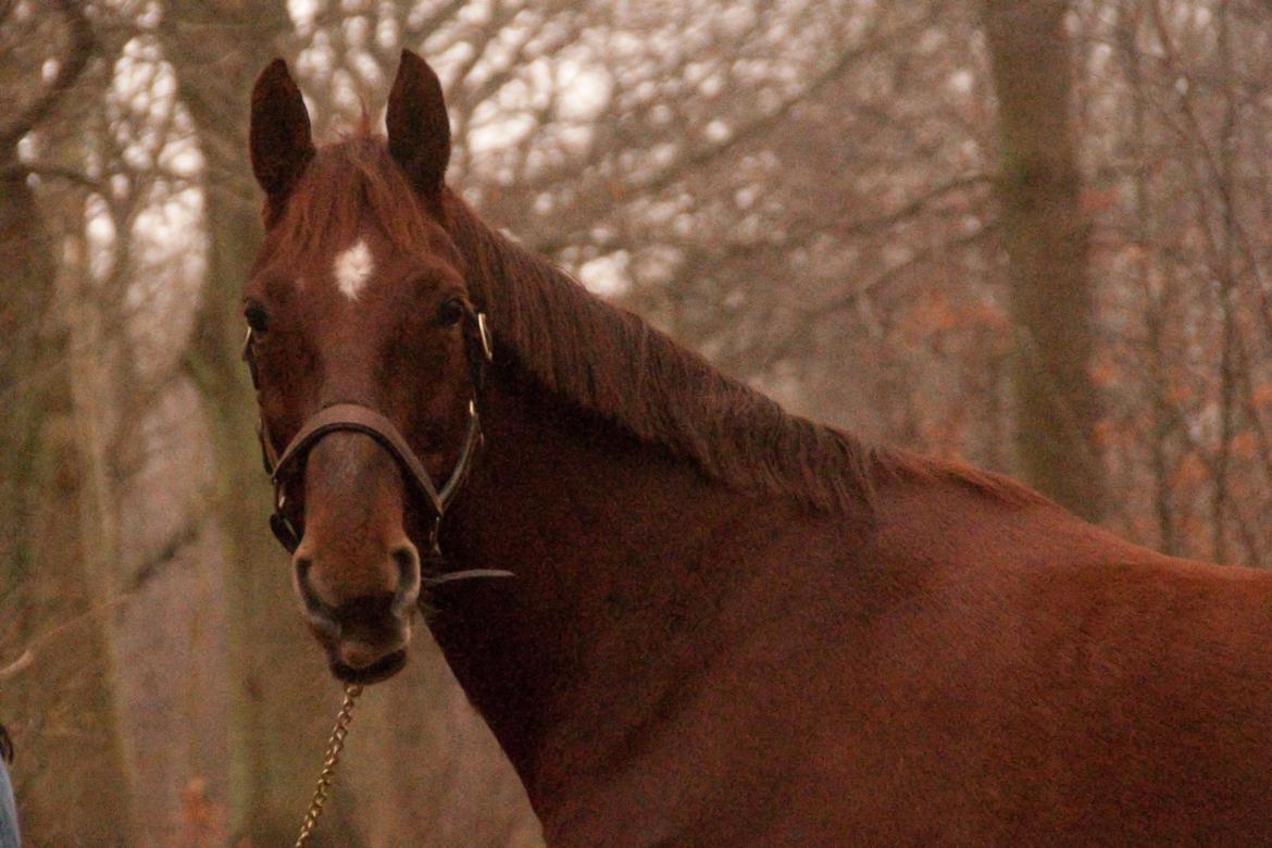 Anden særlig race Picasso <3 billede 6