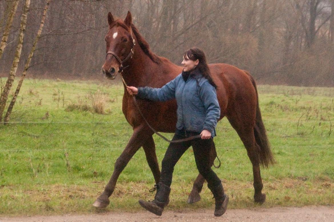 Anden særlig race Picasso <3 billede 9